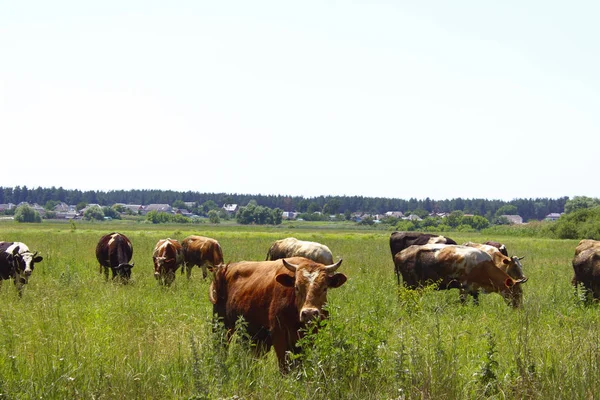 Cows Standing Farm Pasture Shot Herd Cattle Dairy Farm Nature — Stock Photo, Image