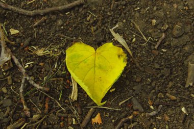 Yerde sarı yaprak var. Yerde kalp şeklinde yaprak var. Soyut aşk geçmişi. Doğa, sonbahar konsepti.