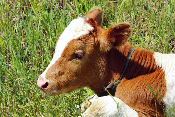 Tiro Corto Lindo Ternero Cubo Vaca Animales Domésticos Concepto Granja — Foto de Stock