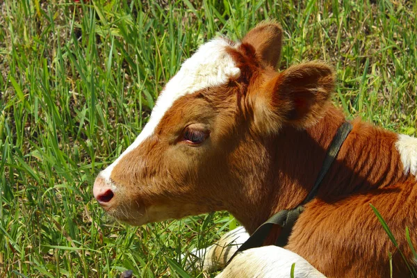 Cropped Shot Cute Calf Cow Cube Animals Domestic Farm Concept — Stock Photo, Image