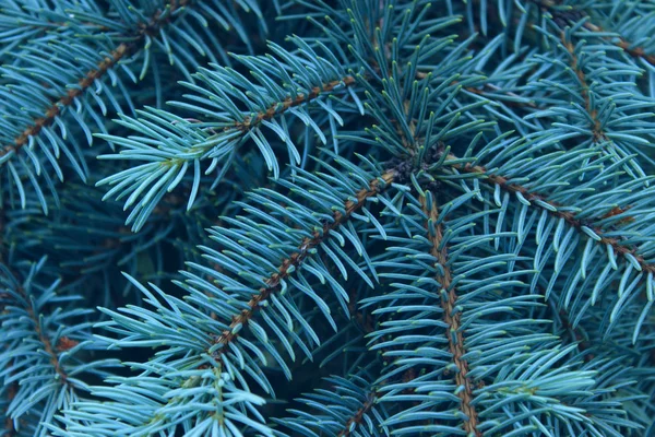 Abgeschnittener Schuss Kiefernzweig Abstrakte Natur Hintergrund Bäume Natur Weihnachtskonzept — Stockfoto