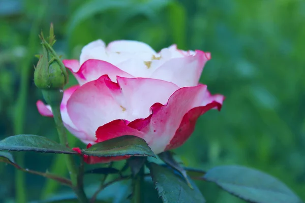 Mooie Roze Roos Groene Bladeren Achtergrond Prachtige Botanische Schoonheid Achtergrond — Stockfoto