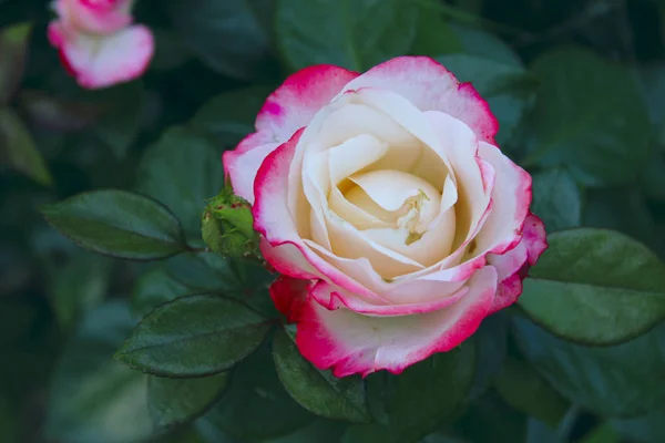 Bella Rosa Rosa Sfondo Foglie Verdi Bellissimo Sfondo Bellezza Botanica — Foto Stock