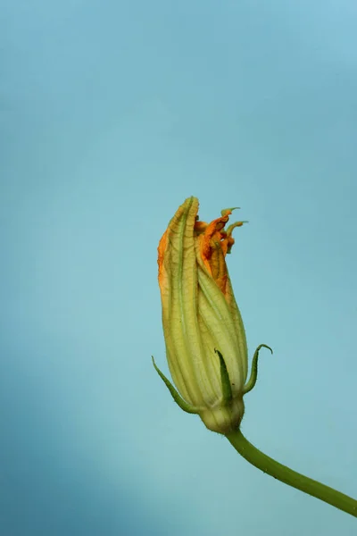 Zucchini Blüten Zucchini Blüten Vor Buntem Hintergrund Gelbe Blumen Auf — Stockfoto