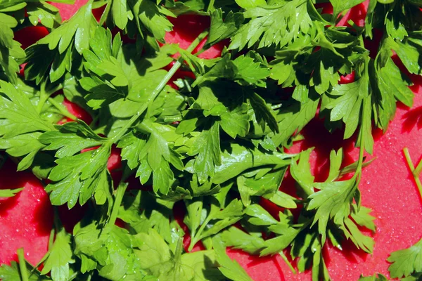 Petersilie Auf Rotem Hintergrund Konzept Der Lebensmittelzutaten Grünes Gras Auf — Stockfoto