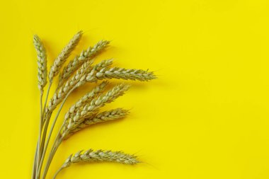 Ayrıntılı buğday kulakları, yulaf veya arpa sarı bir arka plan üzerinde. Doğal madde elemanı. Sağlıklı gıda, tarım, ekmek, ürün kavramı. Sarı arka plan üzerine buğday. 