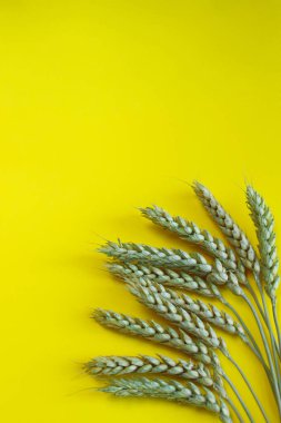 Ayrıntılı buğday kulakları, yulaf veya arpa sarı bir arka plan üzerinde. Doğal madde elemanı. Sağlıklı gıda, tarım, ekmek, ürün kavramı. Sarı arka plan üzerine buğday. 