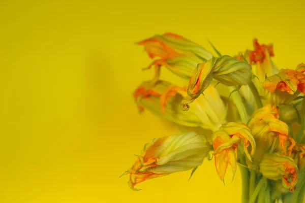 노란색 노란색 꽃입니다 다채로운 — 스톡 사진