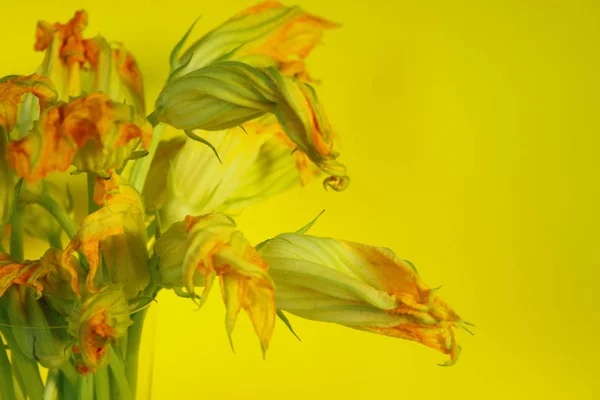 노란색 노란색 꽃입니다 다채로운 — 스톡 사진