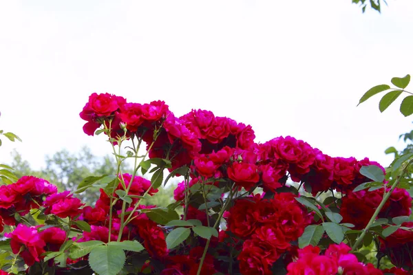 Suddiga Blommor Bakgrund Beskäras Skott Rosor Vacker Botanisk Skönhet Bakgrund — Stockfoto