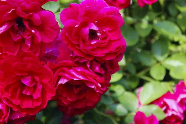 Suddiga Blommor Bakgrund Beskäras Skott Rosor Vacker Botanisk Skönhet Bakgrund — Stockfoto