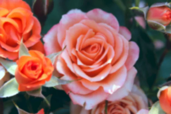 Vervaagde Bloemen Achtergrond Bijgesneden Schot Van Rozen Prachtige Botanische Schoonheid — Stockfoto
