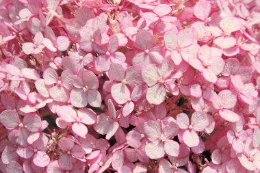 Bulanık soyut doğa arka plan. Ortanca çiçeklerin bulanık çekimi. Yumuşak çiçek dokusu. Bulanık pembe renkler, soyut doğa dokusu.