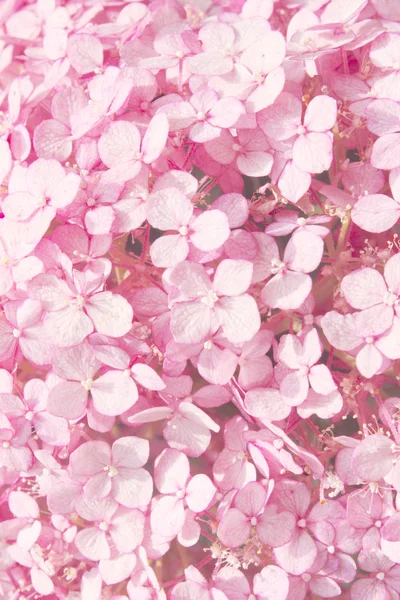 Bulanık Soyut Doğa Arka Plan Ortanca Çiçeklerin Bulanık Çekimi Yumuşak — Stok fotoğraf