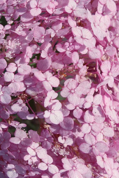Vage Abstracte Natuur Achtergrond Wazig Schot Van Hortensia Bloemen Zachte — Stockfoto