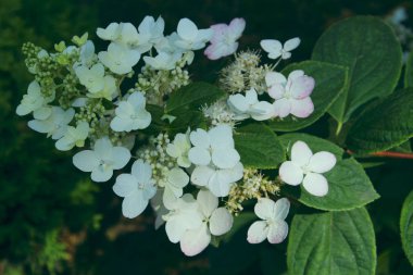 Bulanık soyut doğa arka plan. Ortanca çiçeklerin bulanık çekimi. Yumuşak çiçek dokusu. Bulanık beyaz renkler, soyut doğa dokusu.