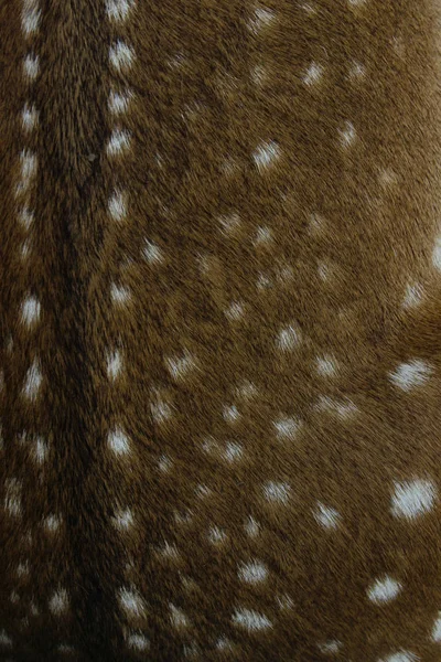Struktura Rozmazaných Zvířat Příroda Zvířata Koncepce Textur Ostříhané Hnědé Kožešiny — Stock fotografie