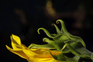 Soyut doğa arka planı. Kırpılmış bir ayçiçeği. Ayçiçeğinin detayları. Çiçek yaprağı. 