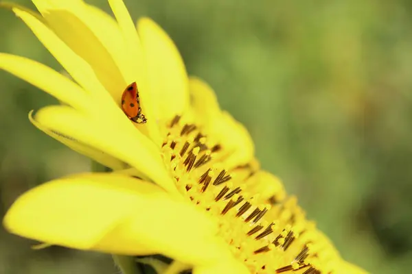 Immagine Sfocata Girasole Giallo Insetto Rosso Sfondo Astratto Della Natura — Foto Stock