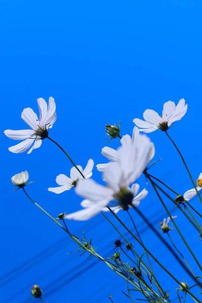 Білі Квіти Фоні Блакитного Неба Абстрактний Фон Природи Барвистий Фон — стокове фото