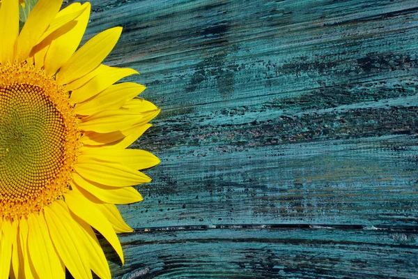 Abgeschnittene Aufnahme Von Gelben Sonnenblumen Auf Blau Lackiertem Holzgrund Abstrakte — Stockfoto