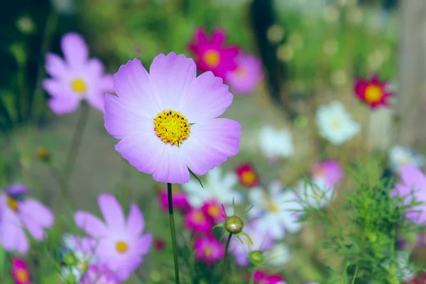 Natura Campi Prato Colpo Ritagliato Fiori Rosa Bella Natura Sfondo — Foto Stock