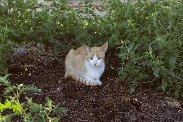 Gato Selvagem Livre Gato Bonito Estrada Dia Mundial Dos Animais — Fotografia de Stock