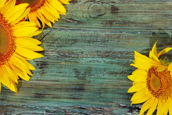 Tournesols Jaunes Sur Fond Bois Peint Bleu Fond Coloré Abstrait — Photo