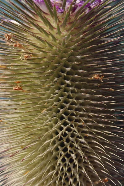 Verschwommene Natur Tapete Abgeschnittener Schuss Der Dornenpflanze Abstrakte Natur Hintergrund — Stockfoto