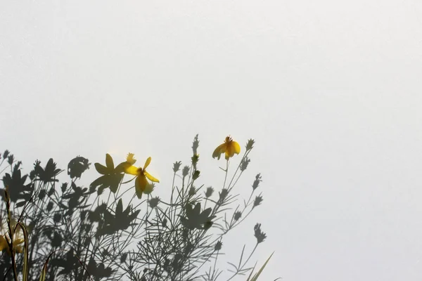 Abstracte Natuur Achtergrond Silhouetten Van Bloemen Witte Achtergrond Schaduwen Van — Stockfoto