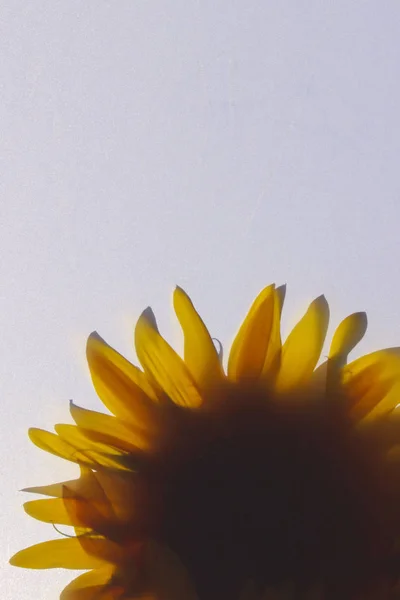 Размытое Изображение Жёлтого Цветка Абстрактный Природный Фон Обрезанный Снимок Подсолнуха — стоковое фото