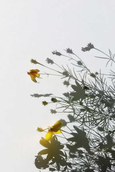 Abstracte Natuur Achtergrond Silhouetten Van Bloemen Witte Achtergrond Schaduwen Van — Stockfoto