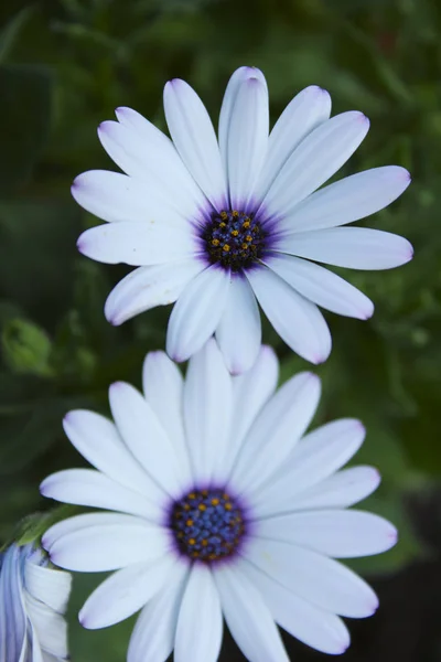 Colpo Sfocato Fiori Bianchi Sfondi Natura Astratti Fiori Bianchi All — Foto Stock