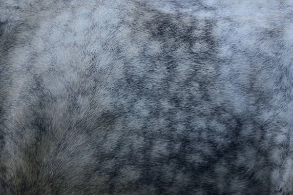 ぼやけた動物の質感 野生動物 テクスチャの概念 灰色の毛皮のトリミングショット 灰色の毛皮クローズアップ ファー テクスチャ 抽象的な動物の背景テクスチャ — ストック写真