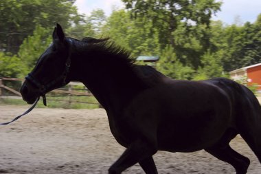 Çalışan at bulanık görüntü. Güzel bir atın kırpılmış çekimi. Hayvanlar konsepti.