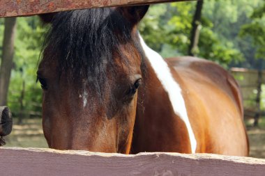 Kahverengi atın kırpılmış çekimi. Açık havada bir atı kırpılmış. At bir kararlı, yakın yukarı.