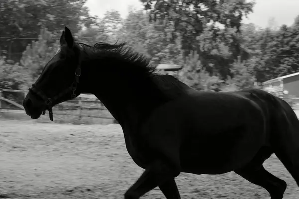 Imagen Borrosa Caballo Corriendo Blanco Negro Tiro Corto Hermoso Caballo —  Fotos de Stock