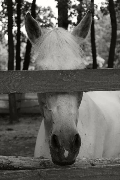 Bijgesneden Schot Van Witte Paard Paard Een Stal Wit Paard — Stockfoto