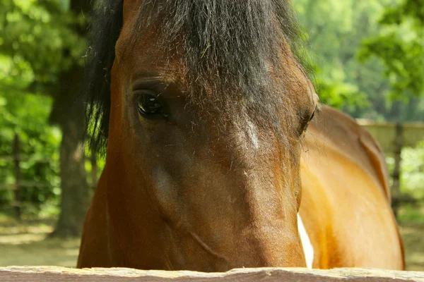 Bijgesneden Schot Van Bruin Paard Bijgesneden Schot Van Een Paard — Stockfoto