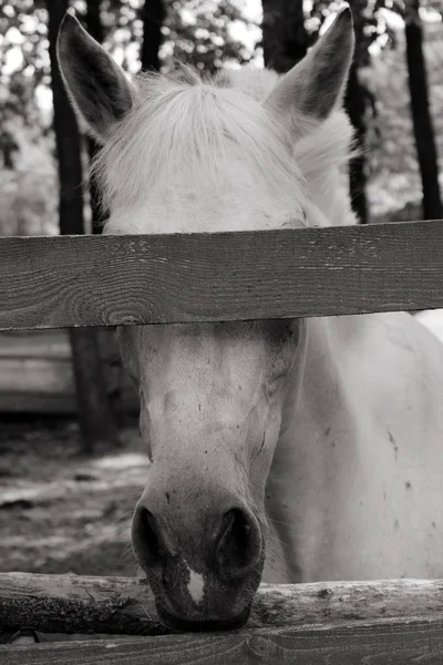 Bijgesneden Schot Van Witte Paard Paard Een Stal Wit Paard — Stockfoto