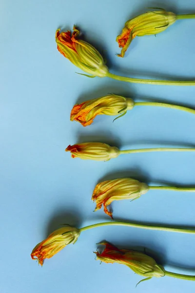 Zucchini Fleurs Image Verticale Fleurs Courgettes Sur Fond Coloré Fleurs — Photo