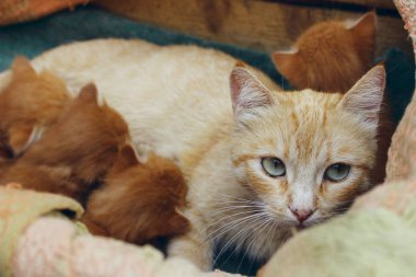 Zencefilli kedi ve sevimli kedi yavruları. Tahta kutuda kırmızı tekir kedi ve kedi yavruları. Hayvanlar gün, hayvan kurtarma, evcil hayvan kavramı. 