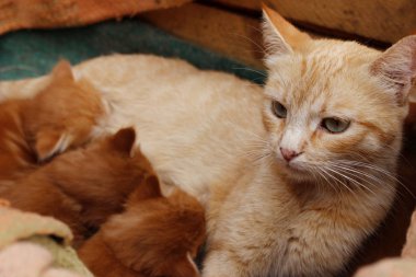 Zencefilli kedi ve sevimli kedi yavruları. Tahta kutuda kırmızı tekir kedi ve kedi yavruları. Hayvanlar gün, hayvan kurtarma, evcil hayvan kavramı. 