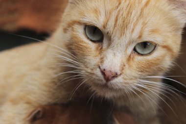 Kırpılmış kırmızı tekir kedi. Hayvanlar, evcil hayvan konsepti. Kırmızı sokak kedisi, yakın.