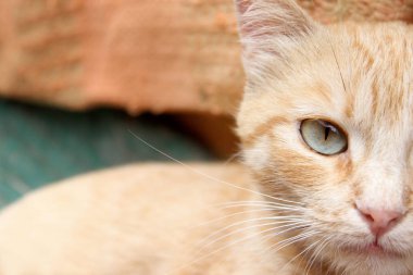 Kırpılmış kırmızı tekir kedi. Hayvanlar, evcil hayvan konsepti. Kırmızı sokak kedisi, yakın.