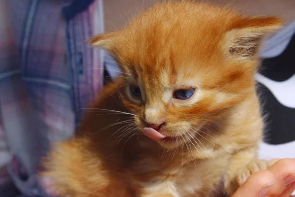 Zamazany Obraz Cute Red Tabby Kitten Zwierzęta Dzień Ssak Zwierzęta — Zdjęcie stockowe