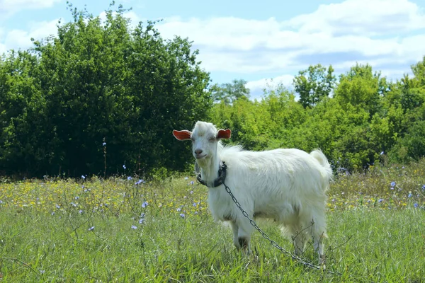 外面的白山羊 站在农场牧场的山羊 在奶牛场上射杀了一群牛 动物概念 梅朵和山羊 — 图库照片