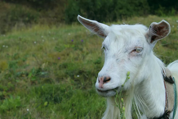 Beyaz Keçi Dışarıda Çiftlik Otlağında Duran Keçi Dairy Farm Bir — Stok fotoğraf