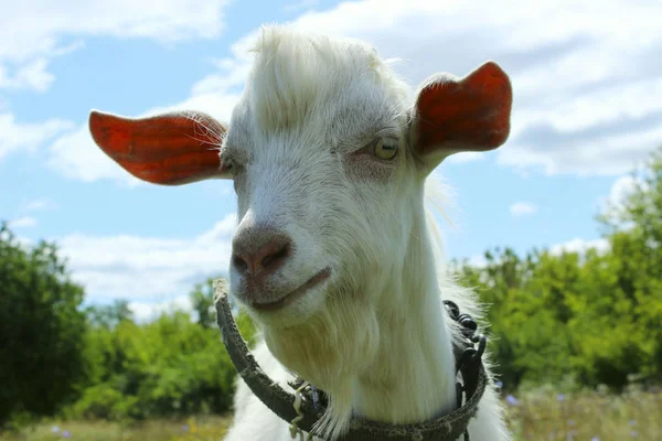 Beyaz Keçi Dışarıda Çiftlik Otlağında Duran Keçi Dairy Farm Bir — Stok fotoğraf