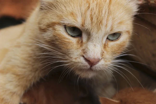 Κομμένη Βολή Από Κόκκινο Γάτο Ζώα Ιδέα Κατοικίδιων Κόκκινη Αδέσποτη — Φωτογραφία Αρχείου